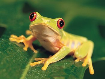 Colorful Red Eyed Tree Frog screenshot