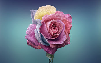 Colorful Rose screenshot