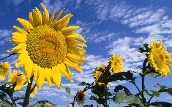 Colorful Sunflowers screenshot