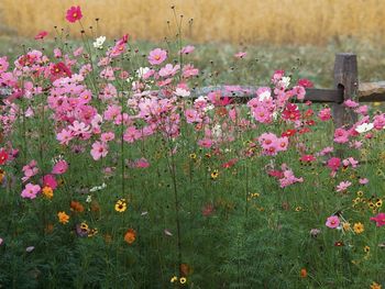 Colorful Wildflowers screenshot