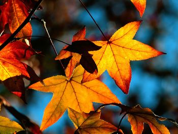 Colors Of Fall screenshot