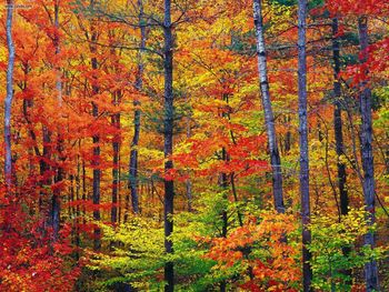 Colors Of New Hampshire screenshot