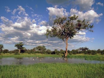 Comb Ducks On Lake, Savute Chobe National Park, Botswana screenshot