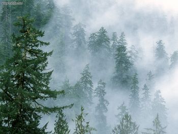 Combing The Clouds Olympic National Park Washington screenshot