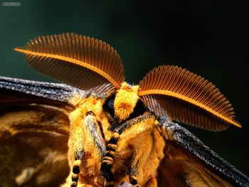 Comet Moth Madagascar screenshot