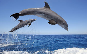 Common Bottlenose Dolphins screenshot