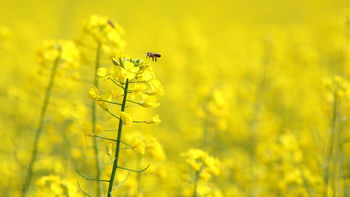 Complete Yellow Flowers screenshot