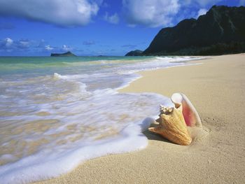 Conch Shell, Oahu, Hawaii screenshot