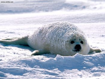 Content Harp Seal screenshot