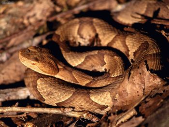 Copperhead Fall Creek Falls State Park Tennessee screenshot