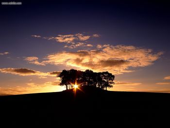 Copse Of Trees At Sunrise Scotland screenshot