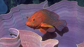 Coral Cod, Elephant Ear Sponge, Solomon Islands screenshot