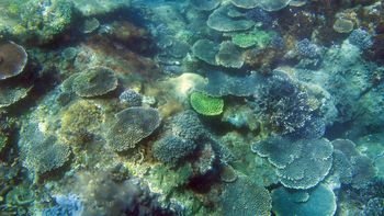 Coral Underwater Landscape screenshot
