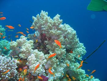 Corals And Fishes Elphistone Reef screenshot