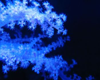 Corals screenshot