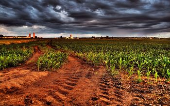 Corn Sunset screenshot