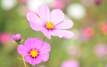 Cosmea Floral Bloom screenshot