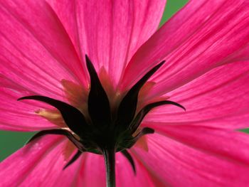 Cosmos Flower screenshot