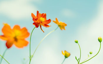 Cosmos Flowers screenshot