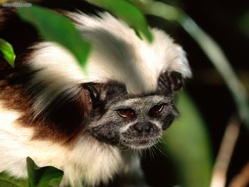 Cottontop Tamarin screenshot