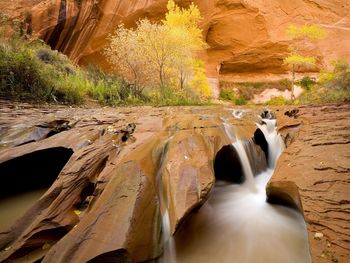 Cottonwoods In Autumn, Coyote Gulch, Glen Canyon National Recreation Area, Utah screenshot