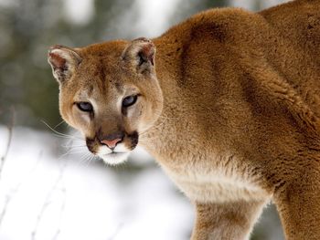 Cougar in Winter, Montana screenshot