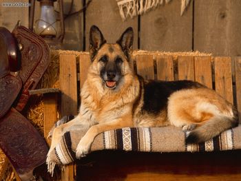 Country Canine German Shepherd screenshot