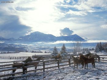 Country Winter Arabians screenshot