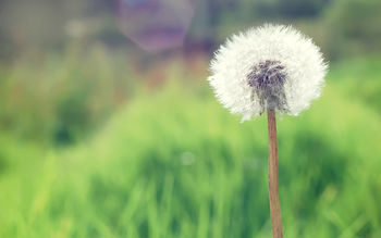 Countryside Dandelion screenshot