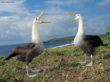 Courtship Display Waved Albatross Galapagos screenshot