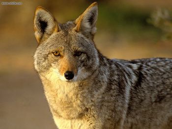 Coyote Joshua Tree National Park California screenshot