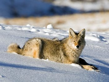 Coyote, Lamar Valley, Yellowstone National Park screenshot