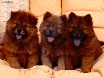 Cozy Couch Chow Chow Puppies screenshot