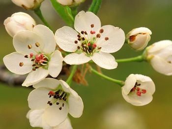 Crabapple Blossoms in Spring screenshot