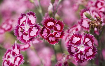 Cranberry Ice Dianthus screenshot