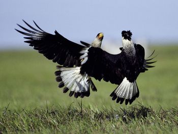 Crested Caracaras Fighting, Llanos, Venezuela screenshot