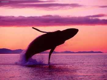 Crimson Flight Humpback Whale Alaska screenshot