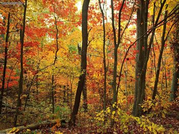 Crimson Forest Appalachian Mountains North Carolina screenshot
