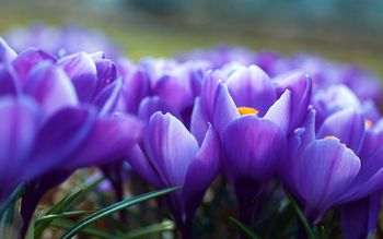 Crocus Flowers screenshot