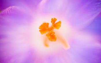 Crocus Heuffelianus Flower screenshot