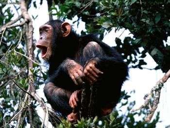 Crooning From The Treetops Chimpanzee screenshot