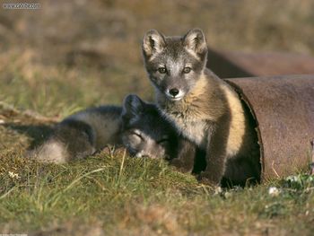 Cross Fox Kits Play In Abandoned Pipe Arctic National Wildlife Refuge Alaska screenshot