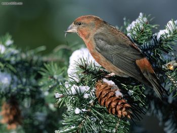 Crossbill Feedingon Fir Cones screenshot