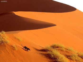 Crossing The Sand Dunes Of Sossusvlei Park Namibia Africa screenshot