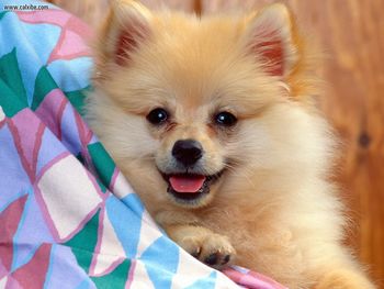 Cuddly Soft Pomeranian screenshot