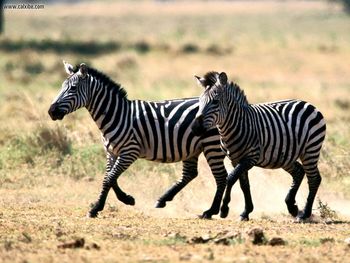 Curious Coloring Burchells Zebra screenshot