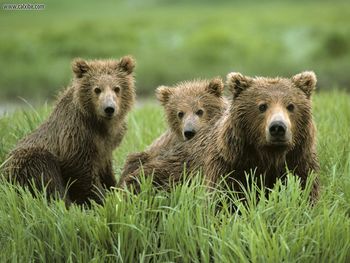 Curious Cubs And Mom Bear screenshot