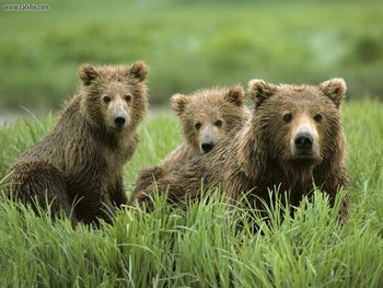 Curious Cubs And Mom Bear screenshot