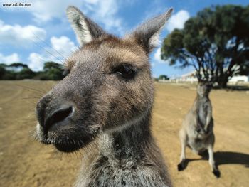 Curious Kangaroos screenshot