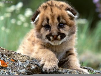 Curious Mountain Lion Cub screenshot
